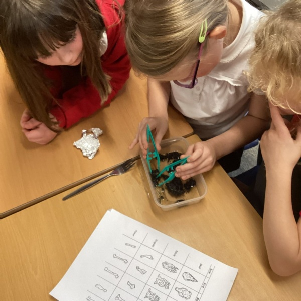Owl Pelletts in Amethyst and Sapphire